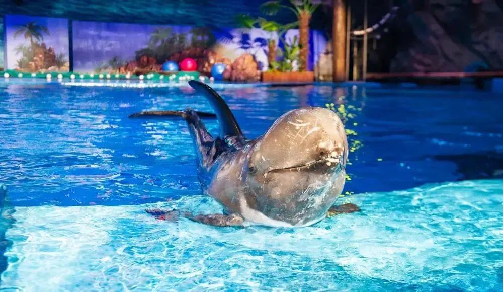 大连景点什么时间恢复开放,大连即将开放的景区图片