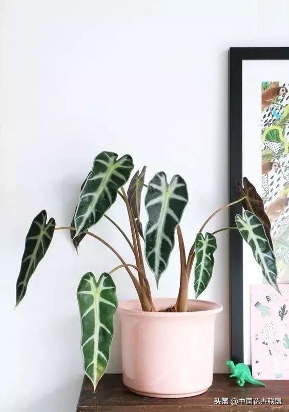 打翻了调色盘的花,打翻了调色盘的美景