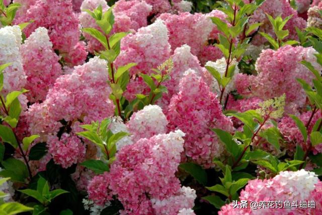 绣球为什么老是烂叶子,绣球修剪成光杆不发芽怎么回事