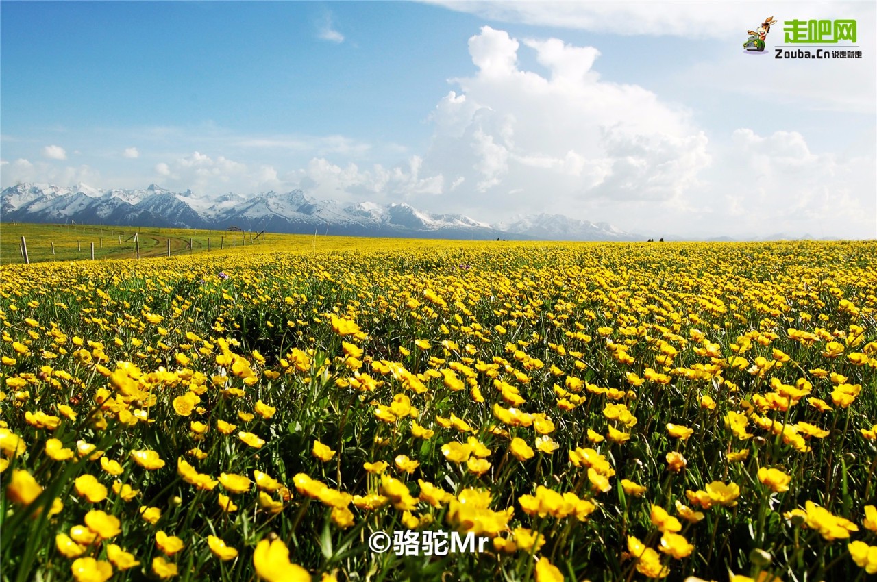 梵高画不出的向日葵,梵高画中的风景