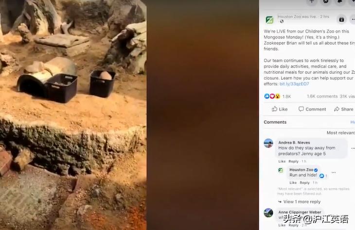 外国疫情下的大熊猫,英国大熊猫被送回中国