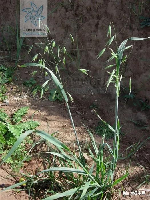 野燕麦煮水喝能止汗吗,野燕麦怎么止汗