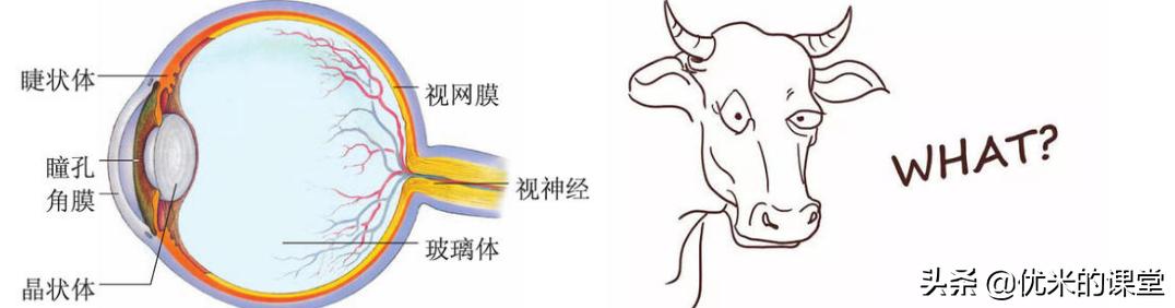 吹爆全网的护肤成分，如小核菌胶、透明质酸，可能只是一个增稠剂