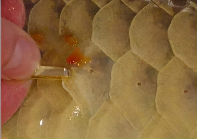 小龙鱼疾病,龙鱼突发疾病