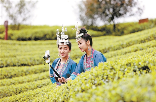 乡村振兴产业茶园,三江县万亩茶园