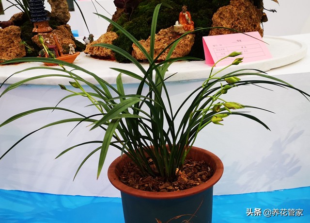 10大兰花品种你见过几个,兰花最好的十大品种