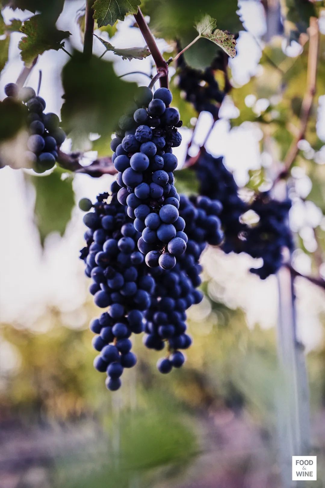 中国制造与中国制造的区别,中国造葡萄酒