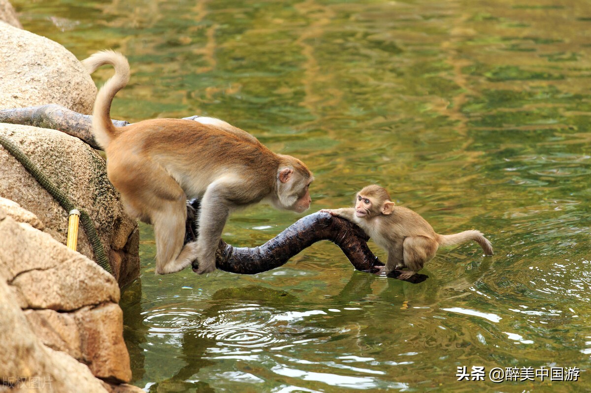 长隆野生动物园动物大巡游,长隆动物园动物视频