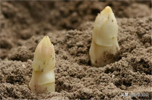 芦笋栽培技术图解,芦笋拱棚种植技术视频