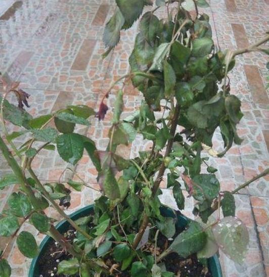 倒挂*钟金**烂根活不了？“狠心”剪一刀，养护跟上，后续还能开花！