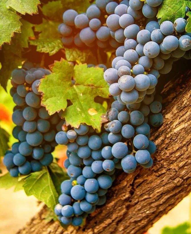 佳美娜carmenere2018价格表,佳美娜1882