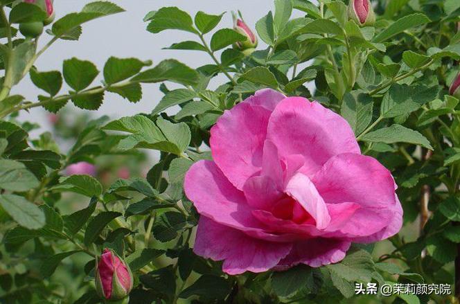 精油初学者入门书籍,精油入门必备护肤品