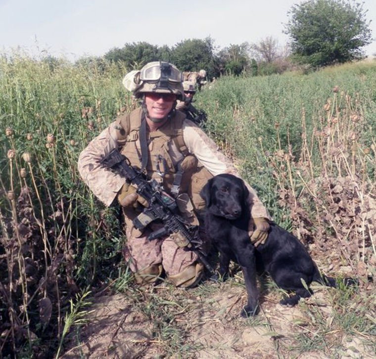 军犬中最厉害的狗,军犬类比较帅气的狗