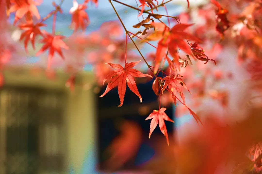 上海厉害了,厉害了上海