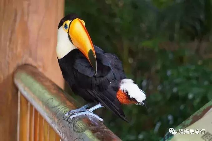 广州长隆野生动物园全程步行攻略,2天游玩广州长隆野生动物园攻略