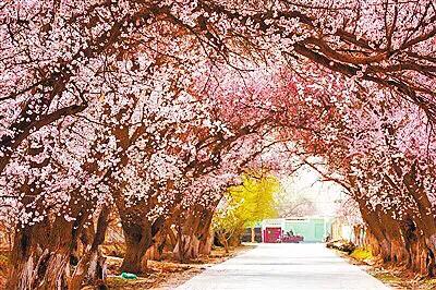 疆果福巴旦木,疆果儿酸奶巴旦木