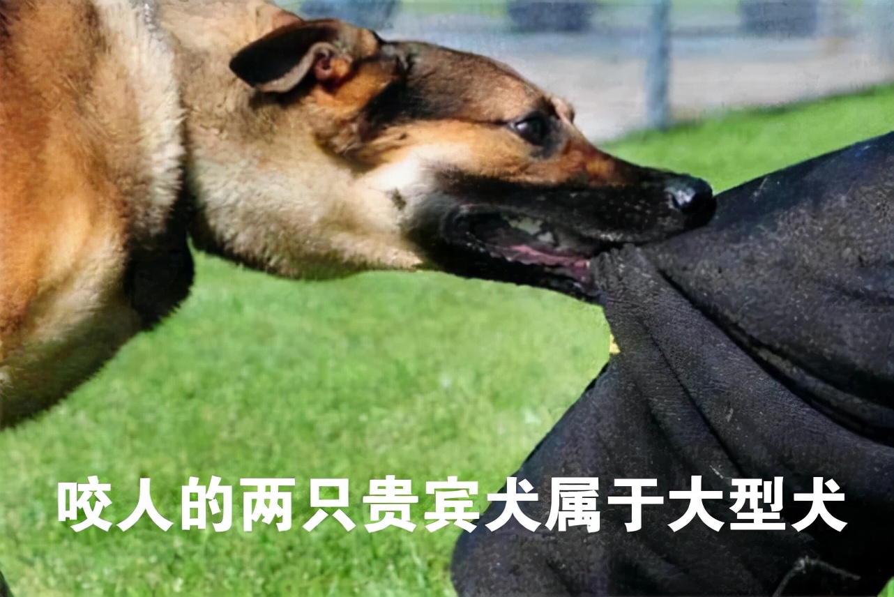 新华社五问安阳狗咬人事件,央视评论安阳狗咬人事件反转