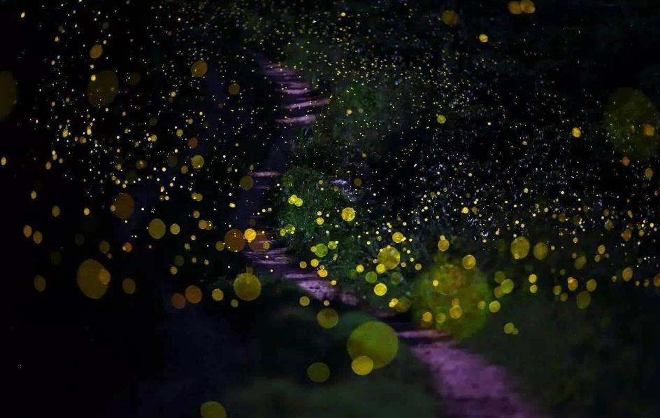 夏天夜晚描写萤火虫的诗句,描写夏天萤火虫翩翩飞舞的诗句