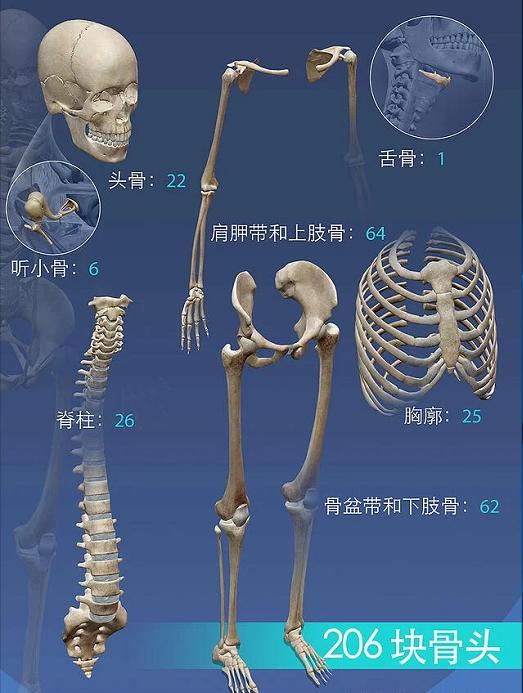 从科学角度来说骨灰是什么,用科学来解释骨灰究竟是什么
