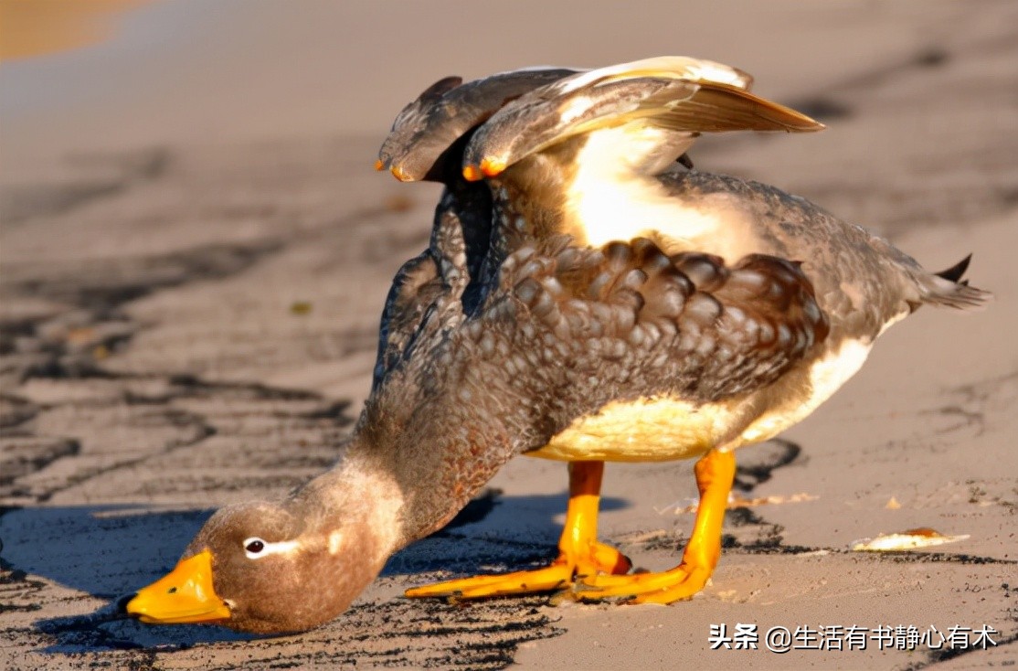 三种会飞的鸟,涨知识六种不会飞行的鸟