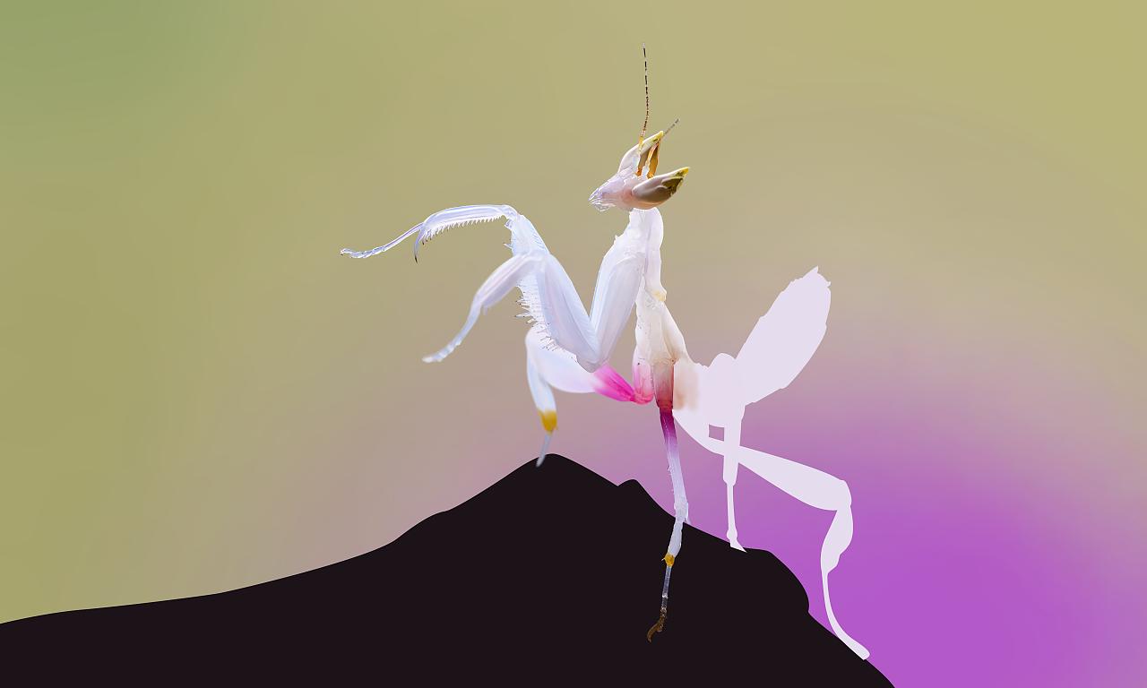 母螳螂为什么要吃掉自己的老公,母螳螂为何吃掉自己的配偶