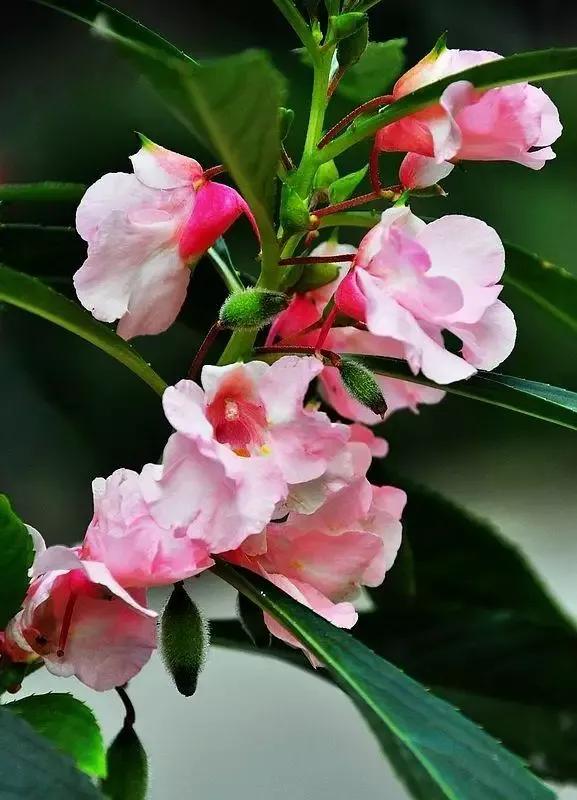 用什么方法养凤仙花长花苞开花,怎样养好凤仙花视频