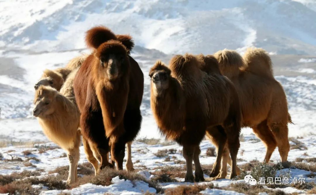 戈壁红驼，乌拉特草原上的珍珠