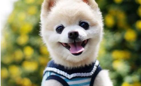 即使再生气，教育狗狗的时候，也不可以打这5个部位