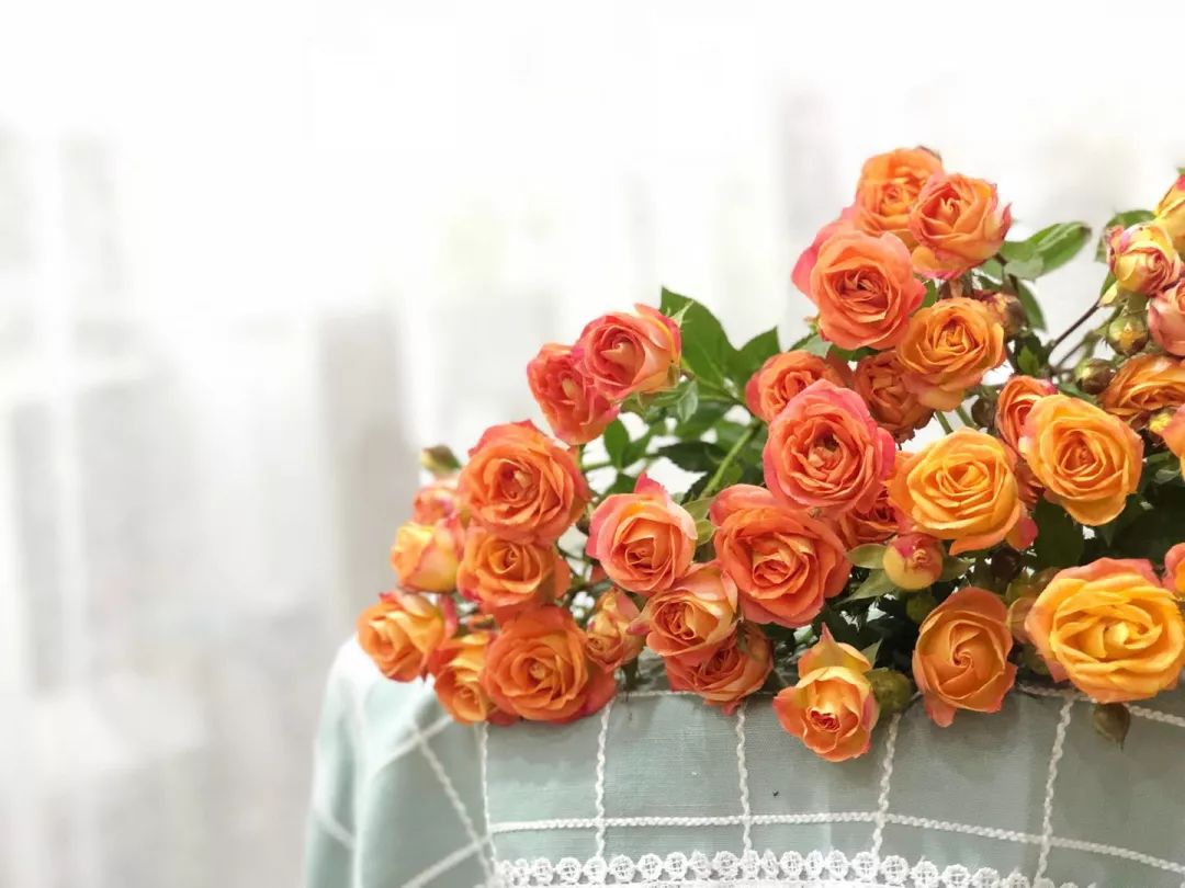 花店常用玫瑰花品种大全,一篇文章带你认识三亚40种花