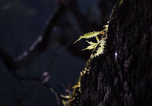 重庆古镇哪里最安静,古镇的安然时光