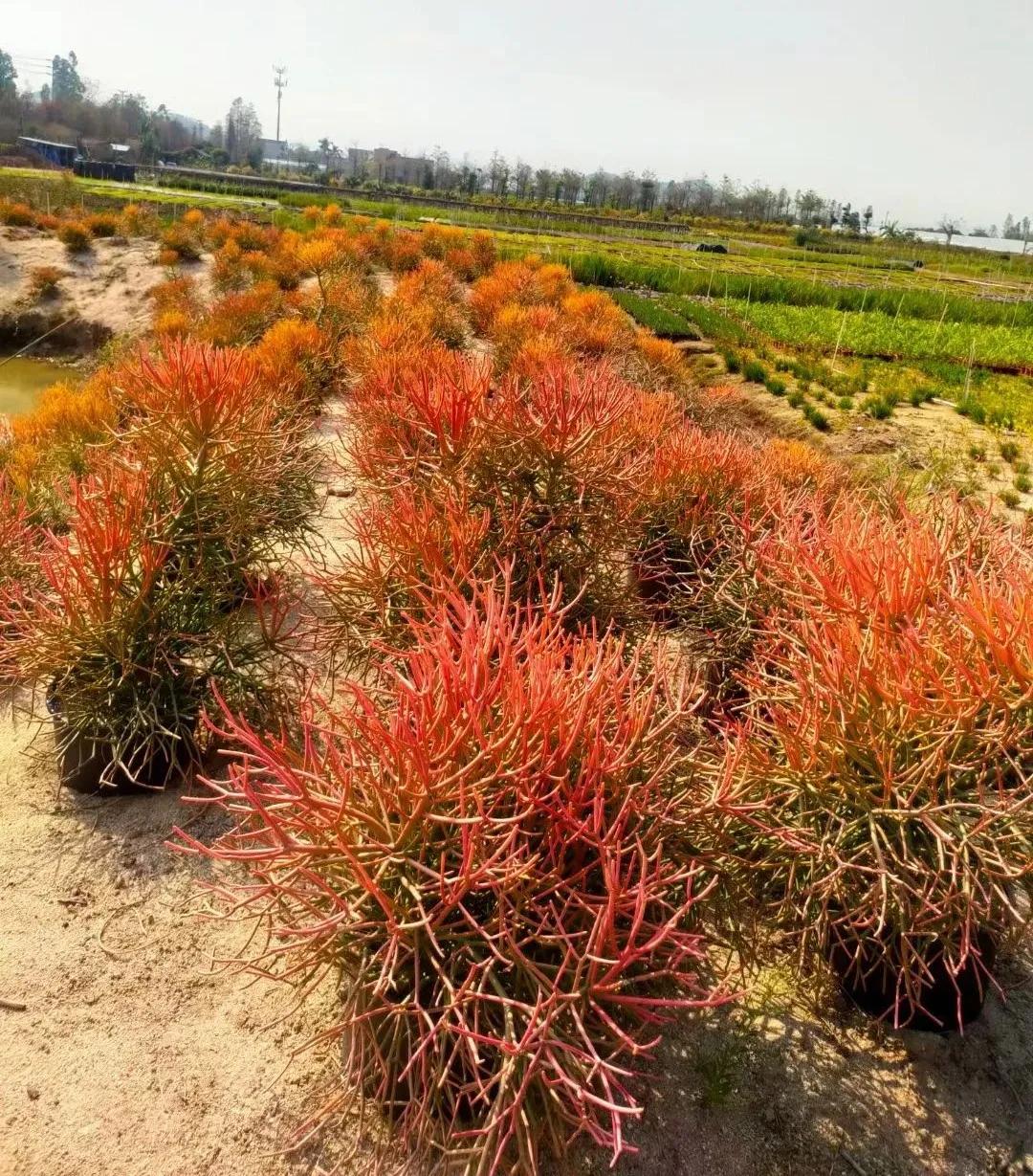 花园庭院设计花卉园艺,花园搭配的草类植物