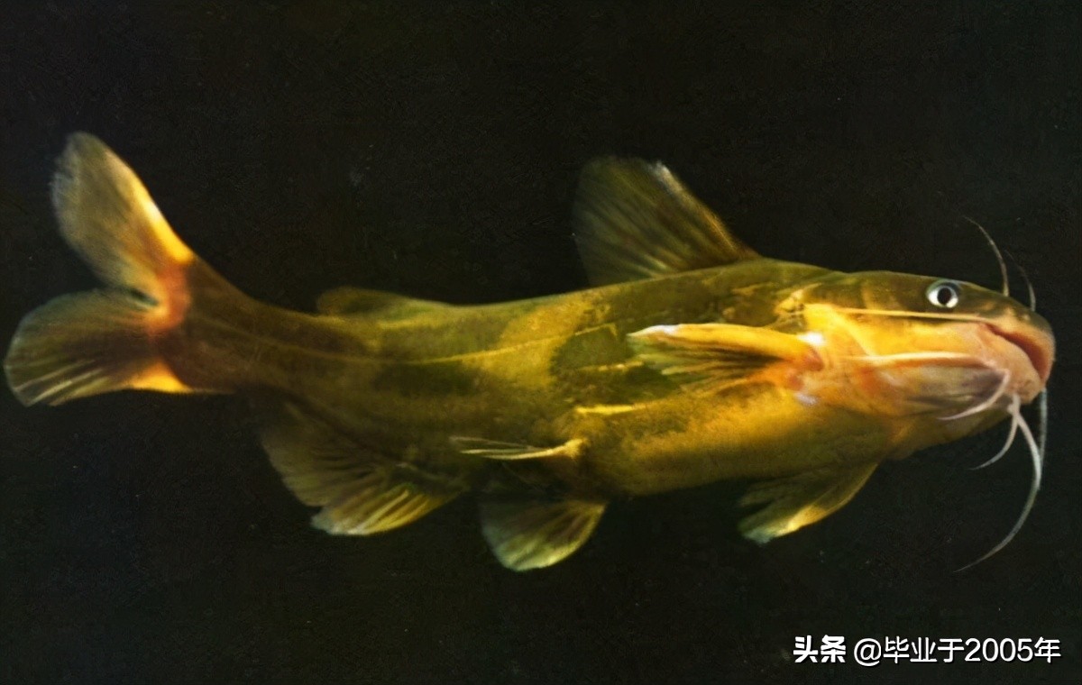 大连近海常见鱼类图鉴,大连哪里可以垂钓淡水鱼