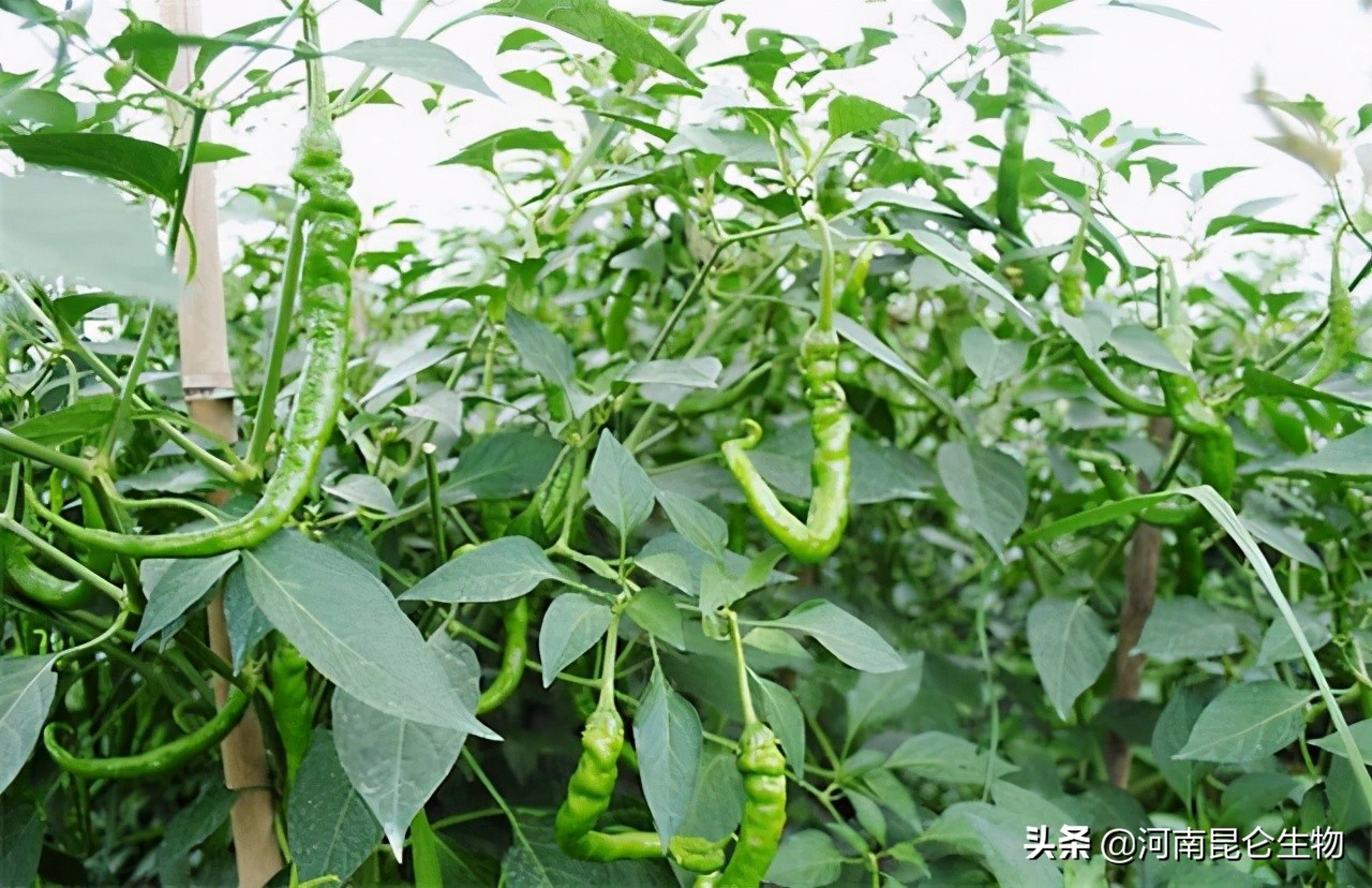 辣椒黄叶是怎么回事？辣椒叶子发黄用什么肥料灌根好？烂根怎么办