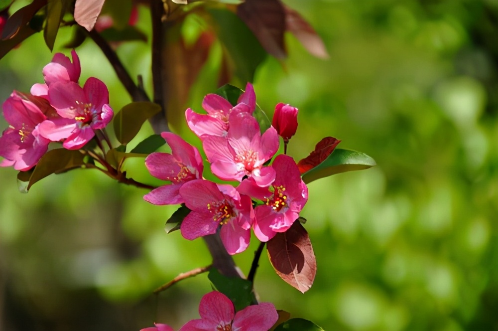绿山墙的安妮大概解读,绿山墙的安妮的内容介绍