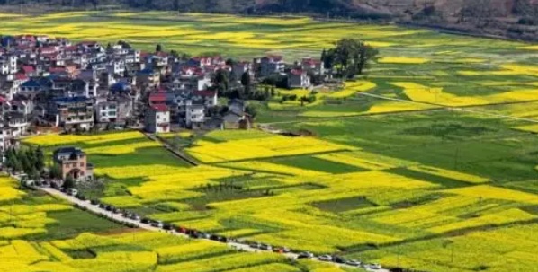 在哪里看油菜花好美哟,开化油菜花最佳观赏地