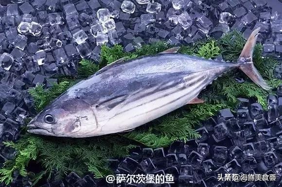 各种寿司纯鲜三文鱼刺身,日本传统寿司都用什么鱼