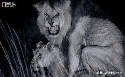 母狮一天发情40次,还追着公狮咬蛋蛋?根本不是这样啊....
