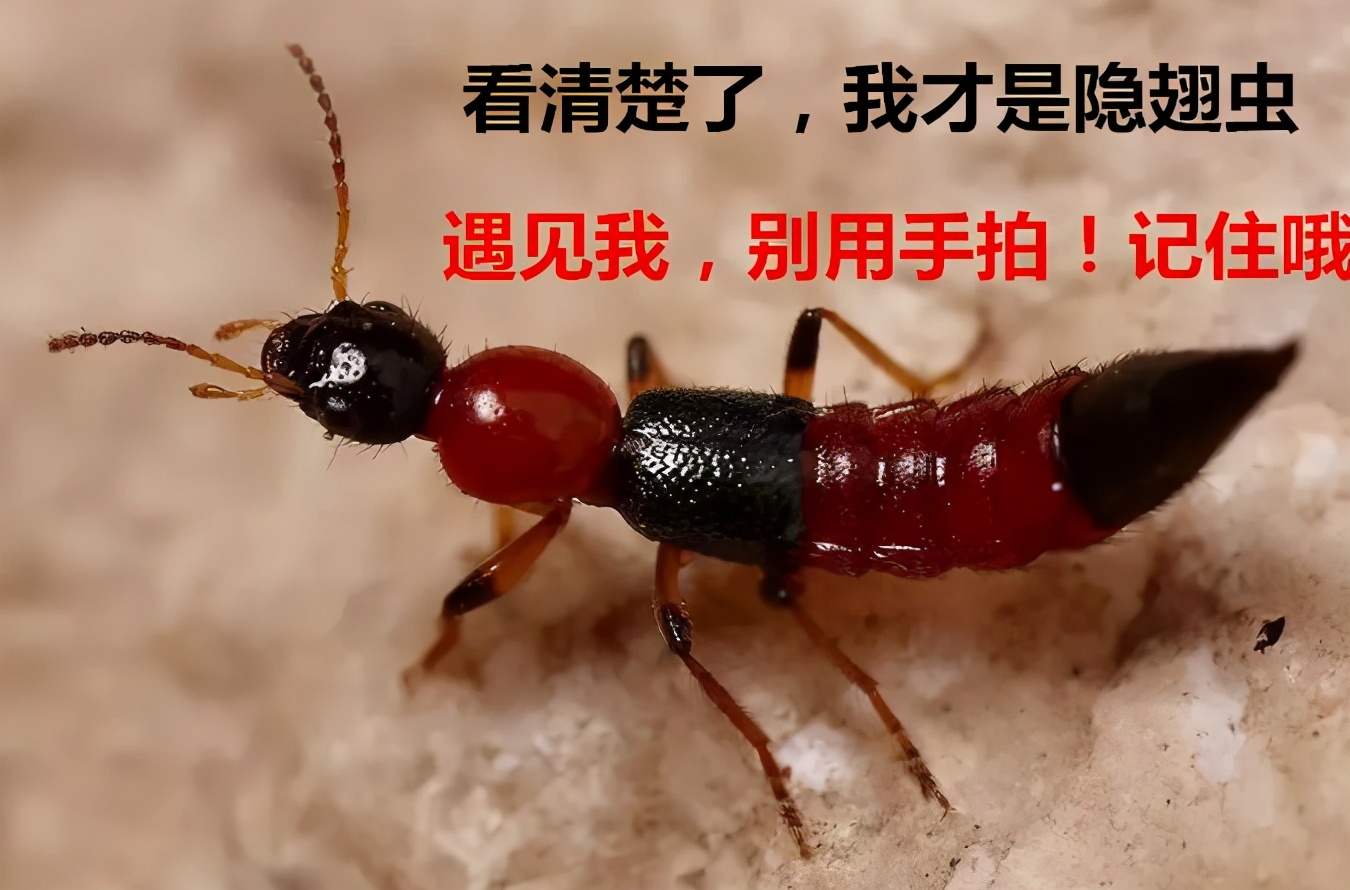 隐翅虫爬到脸上该怎么办,孩子被隐翅虫伤害了怎么办