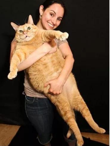 2分钟,夺走小猫咪的命