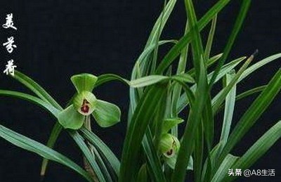 每日一品～中国兰花～春兰茗品～美芬荷