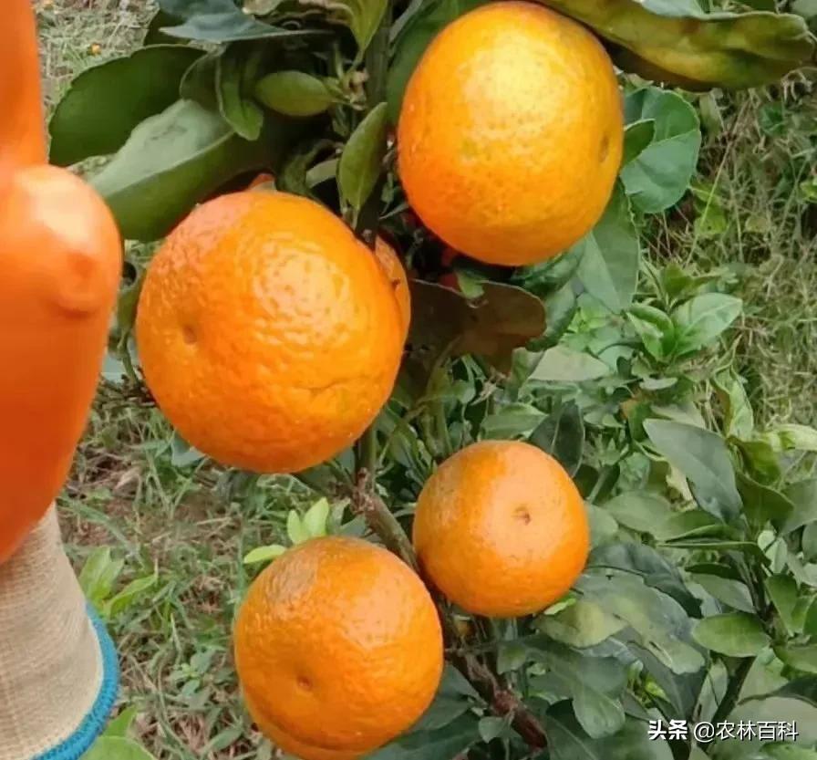 10月22日，金秋砂糖橘、皇帝柑、爱媛、南丰蜜橘价格行情分享