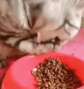 猫咪界干饭王,喵界干饭王