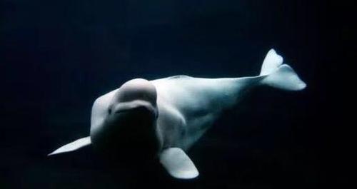 白鲸现状,加拿大圣劳伦斯河鲸鱼成因