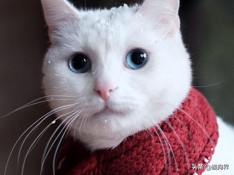 猫咪爱抓床垫咋办,猫咪爱抓主人的手怎么办