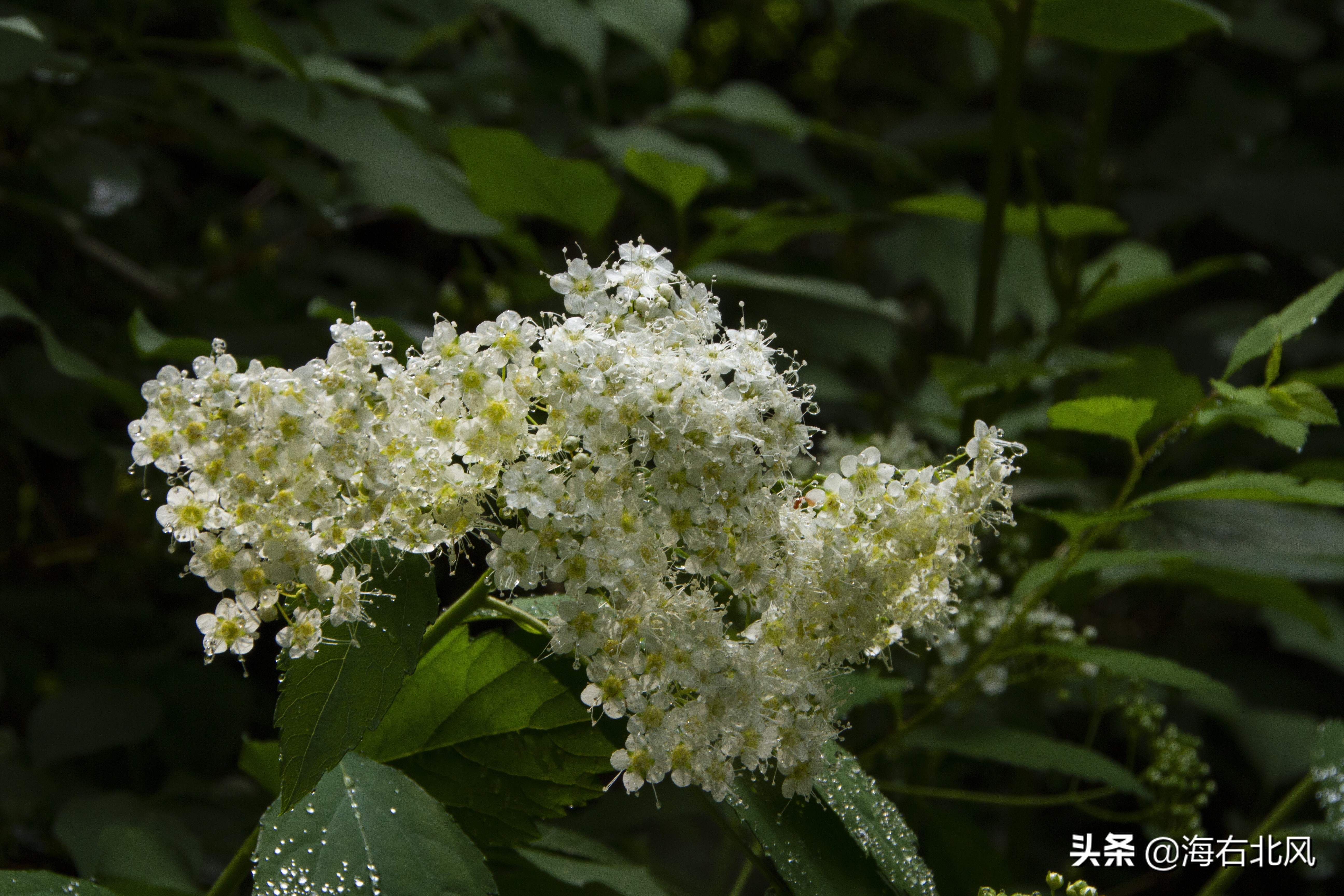 藕池镇有玩游戏的吗,藕塘周边一日游推荐