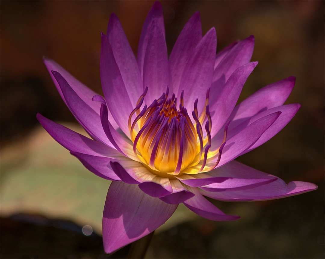 睡莲是水中养殖还是植入泥中养殖,大睡莲水生花卉适合多少度养殖