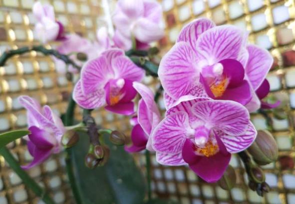 想要养护好蝴蝶兰有什么技巧,陶粒养蝴蝶兰浇水施肥方法