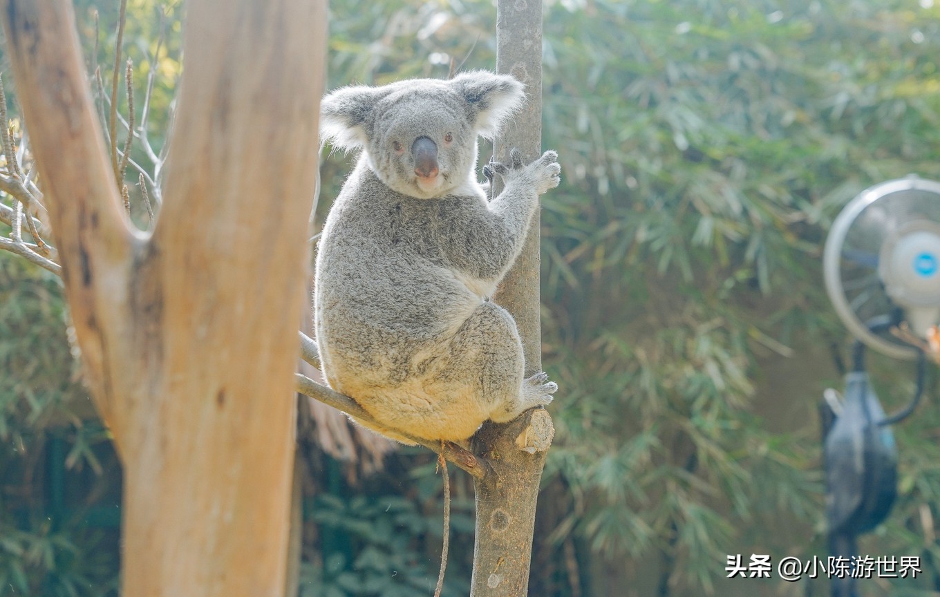 寒假广州长隆三天两夜亲子游攻略,带孩子广州长隆旅游攻略