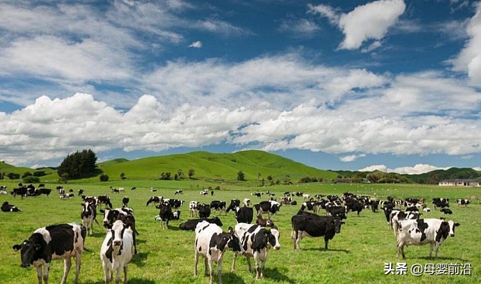 出自新西兰最好的奶粉,新西兰有机婴儿奶粉排名前十