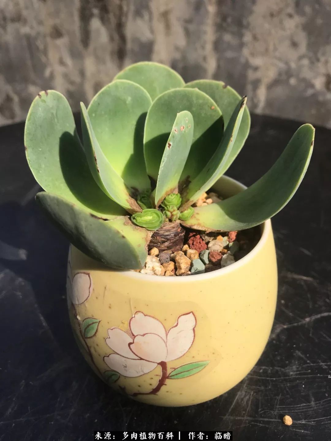 多肉带给我的感情,多肉给人们带什么作用